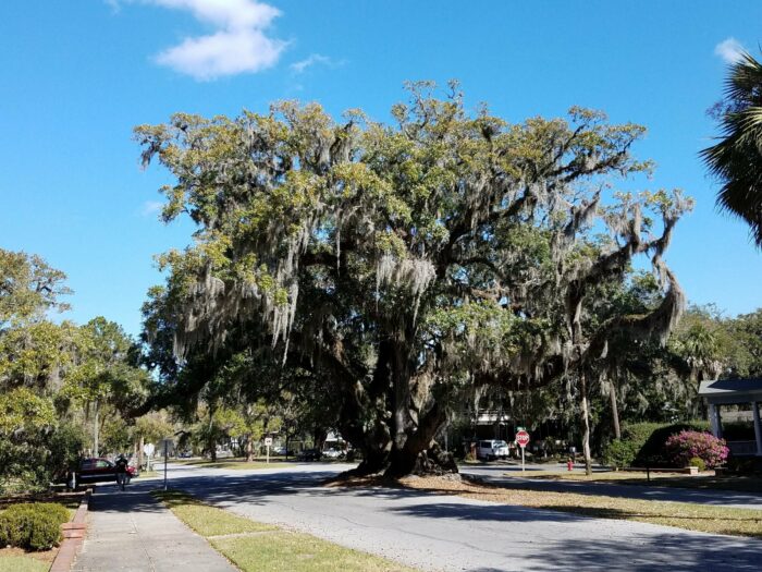 Lovers Oak is a historic landmark in brunswick, georgia