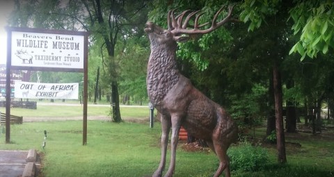 A True Hidden Gem, The Beavers Bend Wildlife Museum Is Perfect For Oklahoma Nature Lovers