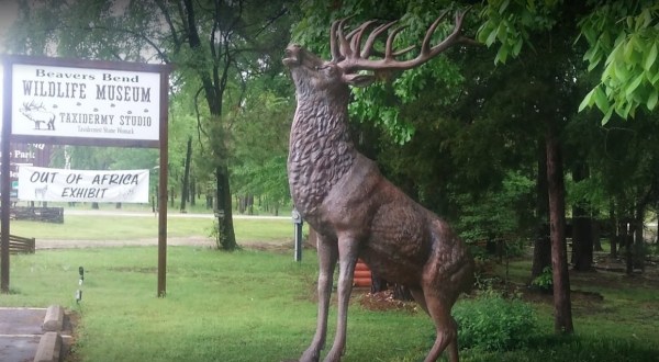 A True Hidden Gem, The Beavers Bend Wildlife Museum Is Perfect For Oklahoma Nature Lovers