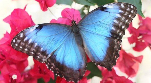 Play With Butterflies At Springs Preserve, Then Explore The Springs Preserve Loop In Nevada