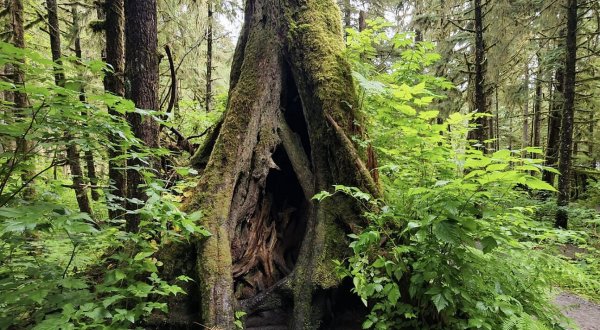 A True Hidden Gem, The 40-Acre Alaska Rainforest Sanctuary Is Perfect For Alaska Nature Lovers
