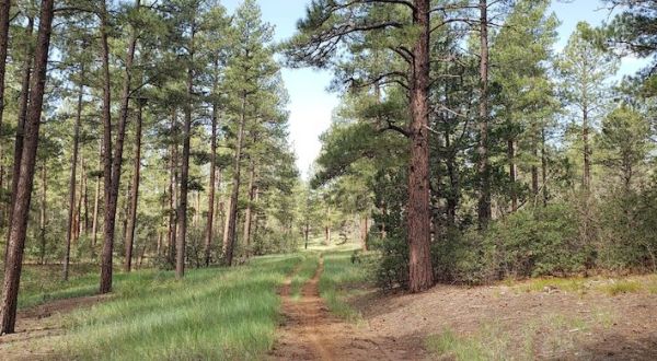Walk Through Towering Trees And Lush Meadows On This Fairy Tale Trail In New Mexico