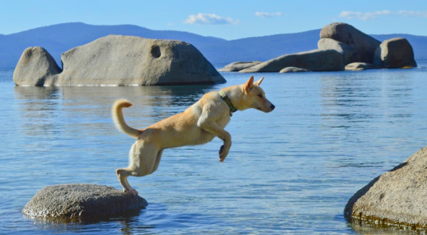 Whale Beach Is A Unique Dog-Friendly Destination In Nevada Perfect For An Outdoor Adventure