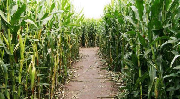 DixieMaze Farms Has An 8-Acre Corn Maze In Louisiana That’s Just As Magnificent As It Sounds