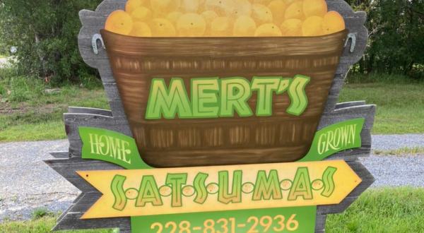 Visit Mert’s Satsumas, A 500-Tree U-Pick Citrus Farm In Mississippi