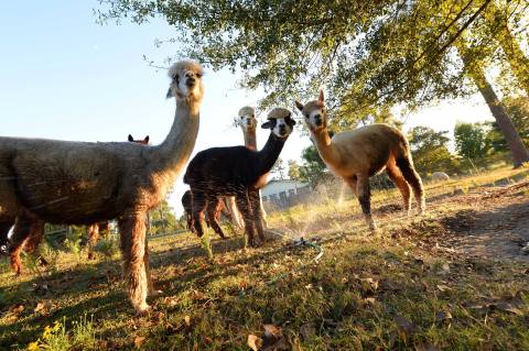 Feed Alpacas And Watch A Fiber Demo On This Unique Adventure in Mississippi