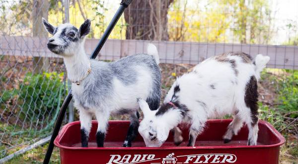 Snuggle With Goats On This Unique Adventure in Rhode Island