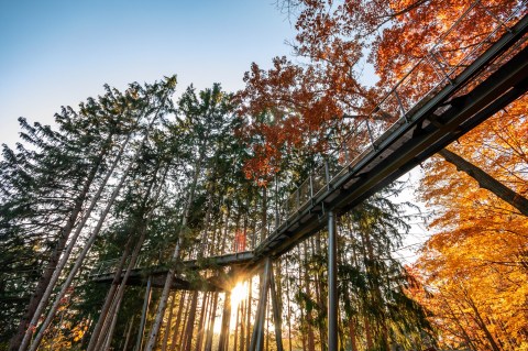 Hike Through The Trees At These 11 Incredible Canopy Walks Across America