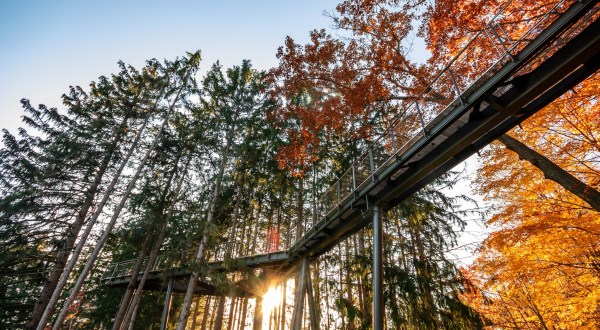 Hike Through The Trees At These 11 Incredible Canopy Walks Across America