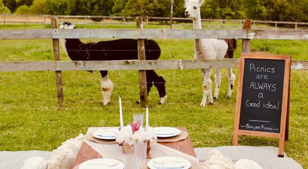 You Can Drink Wine With Llamas At Prairie Patch Farms In Iowa
