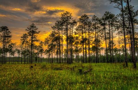 There's Nothing Quite As Magical As The Pitcher Plant Bog You'll Find At De Soto National Forest In Mississippi