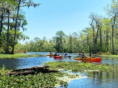 Kayak Through The Manchac Swamp On This Unique Adventure in Louisiana