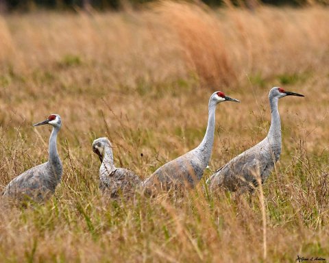 This Hidden Sanctuary In Mississippi Is Home To One Of The Largest Flocks Of Sandhill Cranes In America
