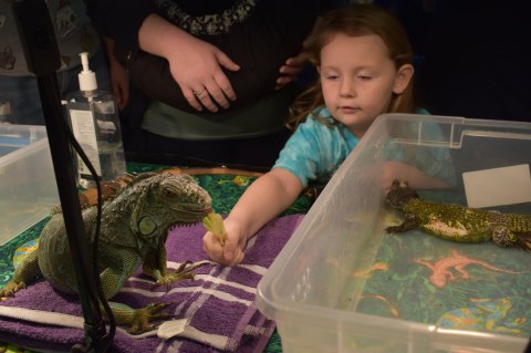 From Snake Yoga To Salamander Show-And-Tell, Kentucky Herpetological Society Is A Wild Day Trip For Reptile Lovers