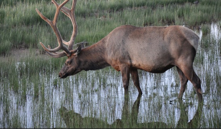 Elk at Agassiz NWR