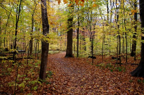 Explore McCormick's Creek State Park On This Fall Color Adventure In Indiana