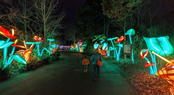 10 Christmas Light Displays In Washington That Are Pure Magic