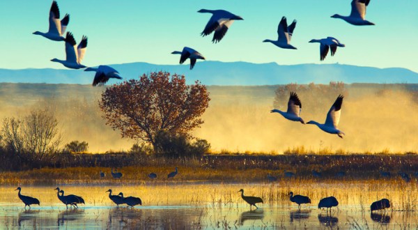 Every Fall, This Tiny Town In New Mexico Holds The Best Wildlife Festival In America