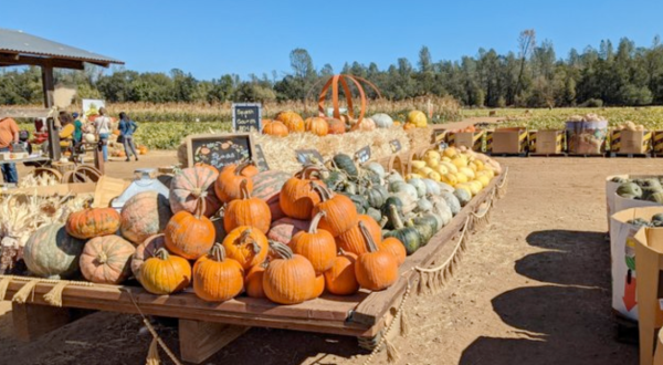Go Pumpkin Picking, Then Sleep In A Cabin Surrounded By Fall Foliage On This Weekend Getaway In Northern California