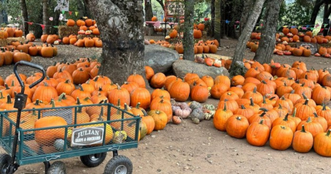 Go Pumpkin Picking, Then Sleep In A Lodge Surrounded By Fall Foliage On This Weekend Getaway In Southern California