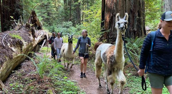 Hike With Llamas At Luna’s Llama Adventures In Northern California