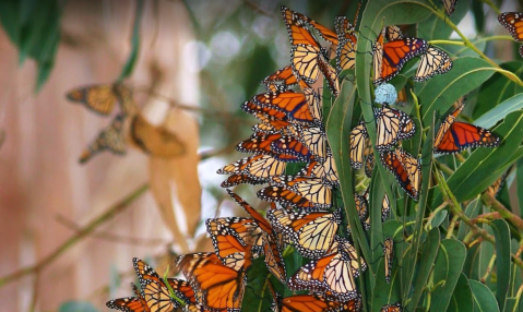 Hike To Natural Bridges State Beach Then Play With Butterflies At The Monarch Grove In Northern California