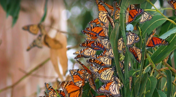 Hike To Natural Bridges State Beach Then Play With Butterflies At The Monarch Grove In Northern California