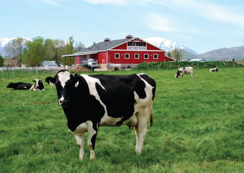 You'll Have Loads Of Fun At This Dairy Farm In Utah With Incredible Artisan Cheese
