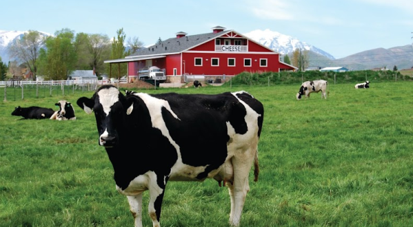 You’ll Have Loads Of Fun At This Dairy Farm In Utah With Incredible Artisan Cheese