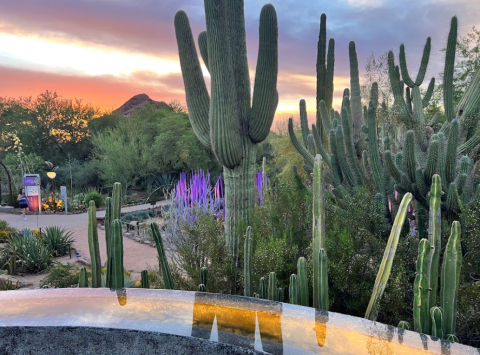 After A Trip To The Musical Instrument Museum In Arizona, Get Outside And Explore Desert Botanical Garden
