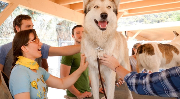 Play With Wolves At Shadowland Foundation, Then Explore The Prime Desert Woodland Preserve In Southern California
