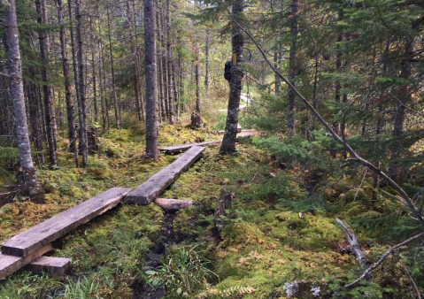The New Hampshire State Park Where You Can Hike Across Wooden Bridges Is A Grand Adventure