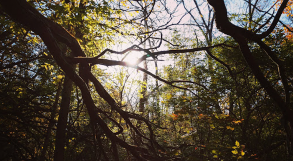 Traipse Through An Enchanting Fairy Tale Forest At Sugarcreek Metro Park