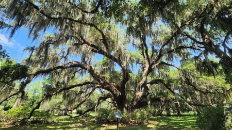 At Around 400 Years Old, One Of The Oldest Trees In Georgia Is Found On Jekyll Island