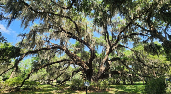At Around 400 Years Old, One Of The Oldest Trees In Georgia Is Found On Jekyll Island