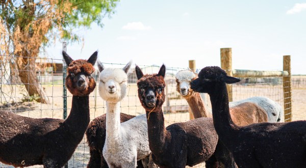 Pick Pumpkins And Pet Alpacas At This Adorable Fall Festival In Texas
