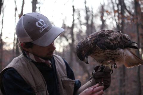 You Can Hike With A Falconer And Falcon In Jenningston, West Virginia