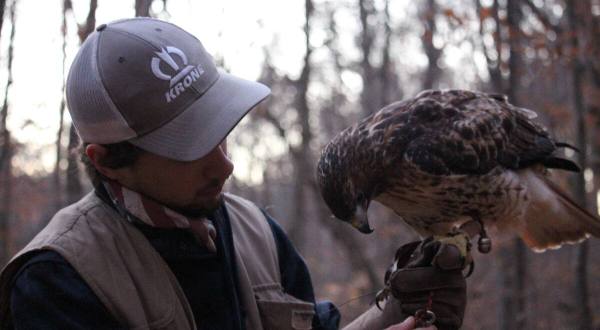 You Can Hike With A Falconer And Falcon In Jenningston, West Virginia