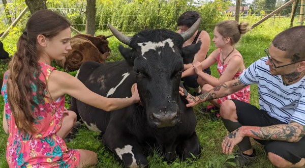Cuddle With Cows On This Unique Adventure in Michigan