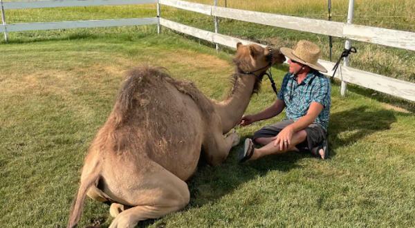 Play With Camels On This Unique Adventure in Idaho