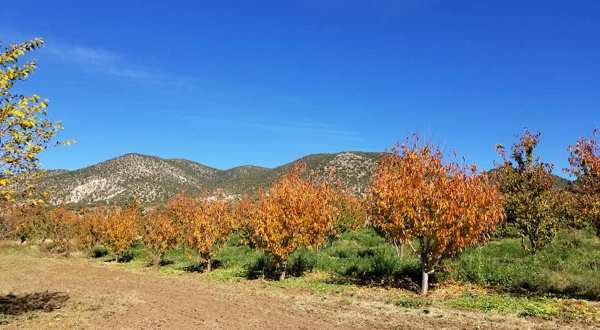 Go Apple Picking, Then Sleep In A Cottage Surrounded By Fall Foliage On This Weekend Getaway In New Mexico