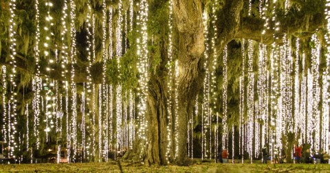 The Garden Christmas Light Displays At Brookgreen Gardens In South Carolina Are Pure Holiday Magic