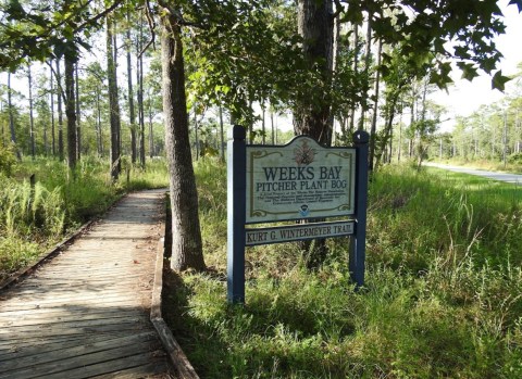 The Nature Trail At Weeks Bay Pitcher Plant Bog Might Be One Of The Most Peaceful Hikes In Alabama