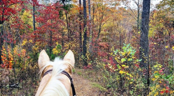 Take A Fall Foliage Trail Ride On Horseback At Warden Station Horse Camp In Alabama