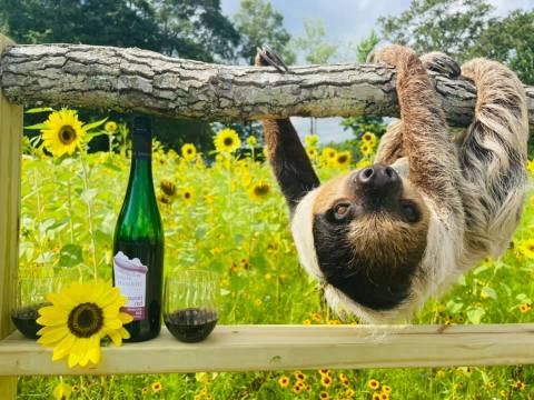 You Can Drink Wine With Sloths At Barn Hill In Louisiana