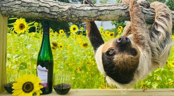 You Can Drink Wine With Sloths At Barn Hill In Louisiana