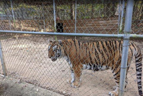 This Hidden Sanctuary In Alabama Is Home To One Of The Largest Herds Of Exotic Animals In America