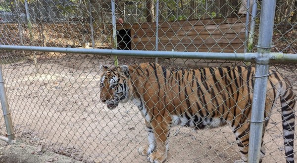 This Hidden Sanctuary In Alabama Is Home To One Of The Largest Herds Of Exotic Animals In America