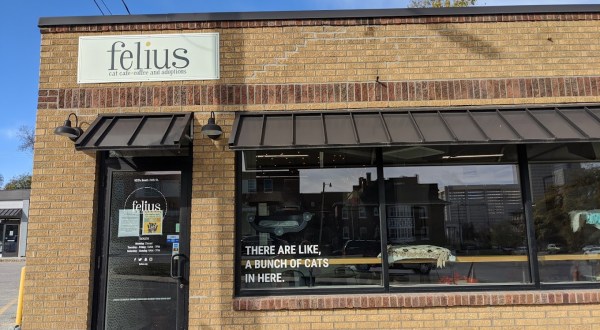 Felius Is A Completely Cat-Themed Catopia Of A Cafe In Nebraska