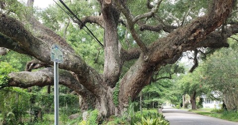 Alabama's Duffie Oak Is One Of The Oldest Living Oak Trees In America
